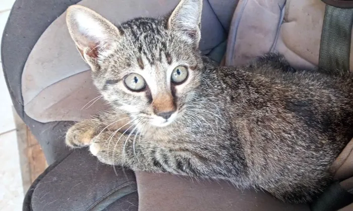 Gato ra a Não sei, mas são lindos  idade 2 a 6 meses nome Gato