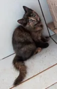 Gato