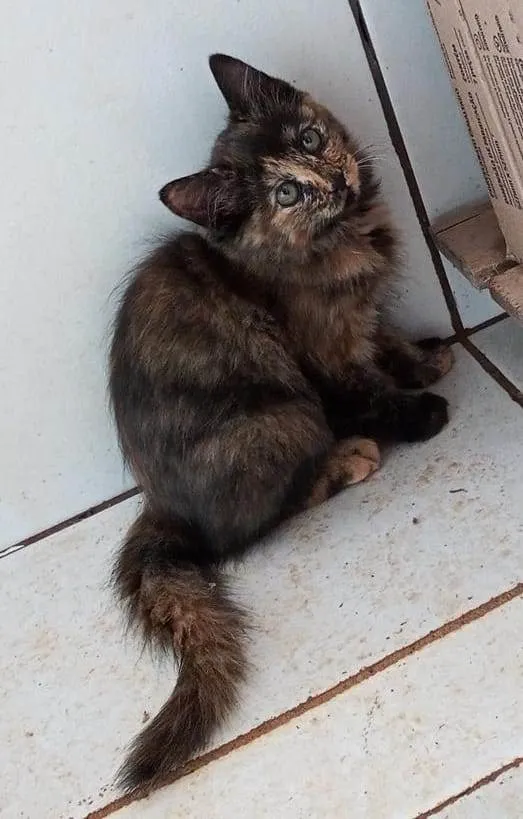 Gato ra a Não sei, mas são lindos  idade 2 a 6 meses nome Gato
