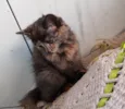 Gato