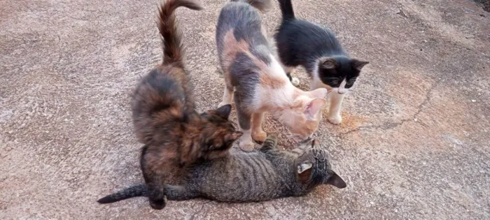 Gato ra a Não sei, mas são lindos  idade 2 a 6 meses nome Gato