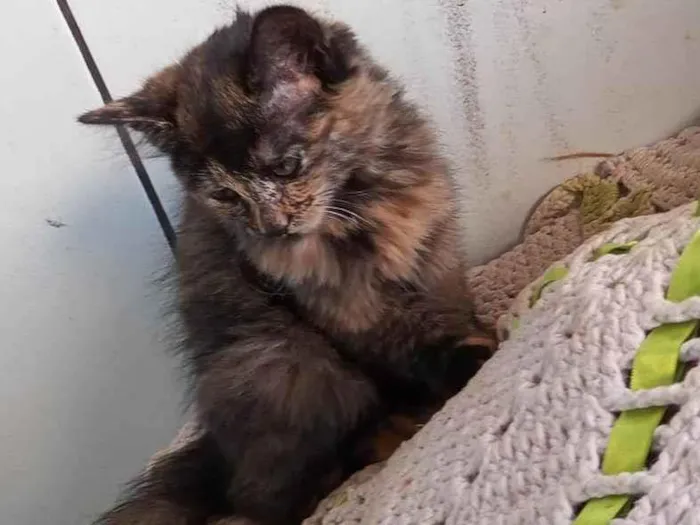 Gato ra a Não sei, mas são lindos  idade 2 a 6 meses nome Gato