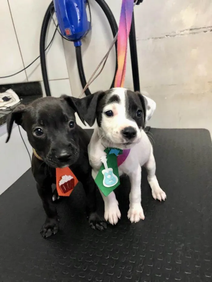 Cachorro ra a Não tem idade Abaixo de 2 meses nome Sem nome