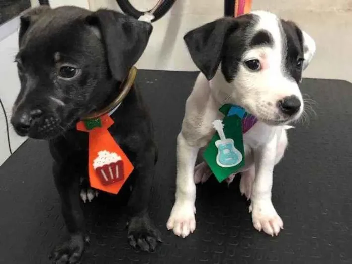 Cachorro ra a Não tem idade Abaixo de 2 meses nome Sem nome