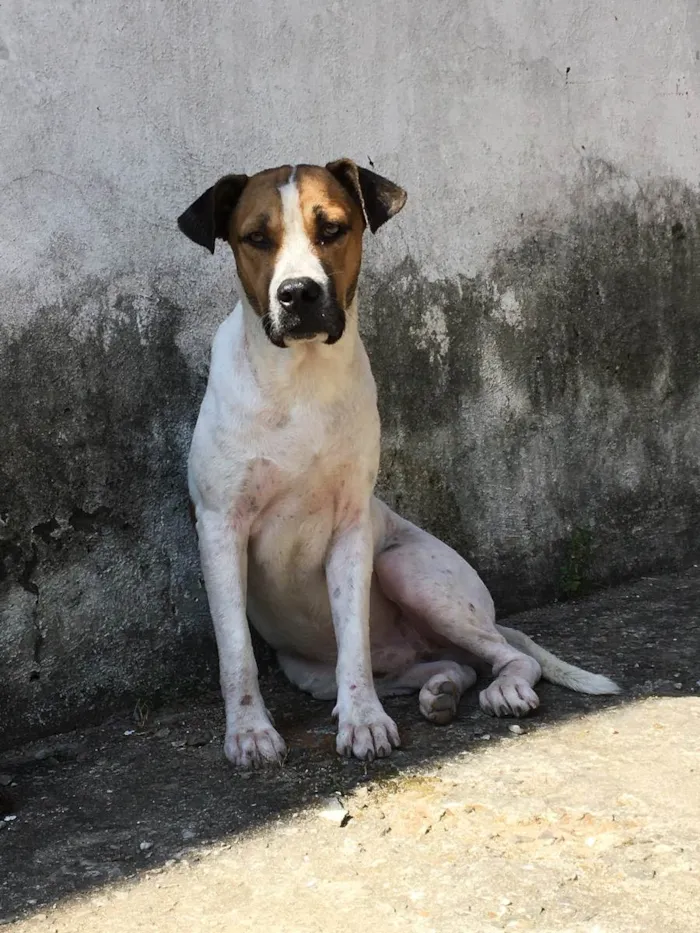Cachorro ra a Normal idade 7 a 11 meses nome Hulk