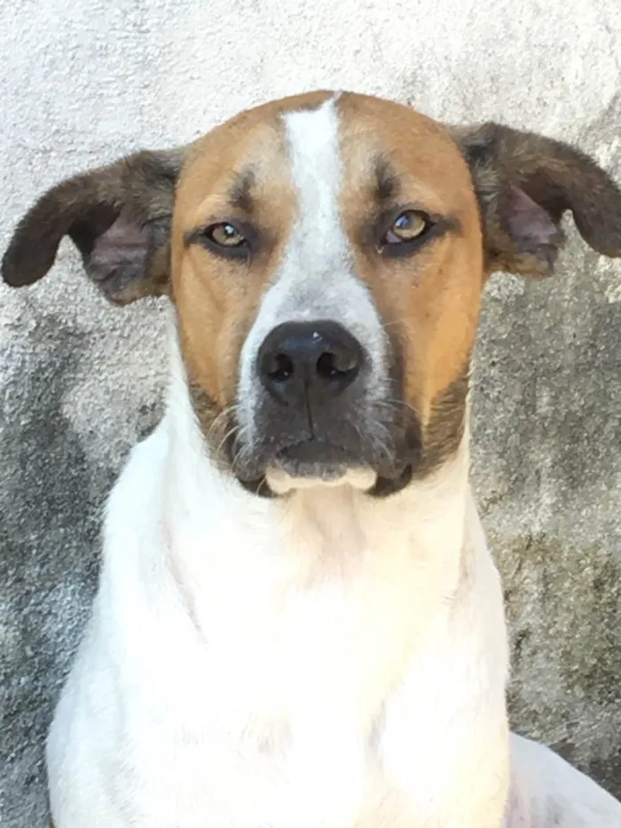 Cachorro ra a Normal idade 7 a 11 meses nome Hulk
