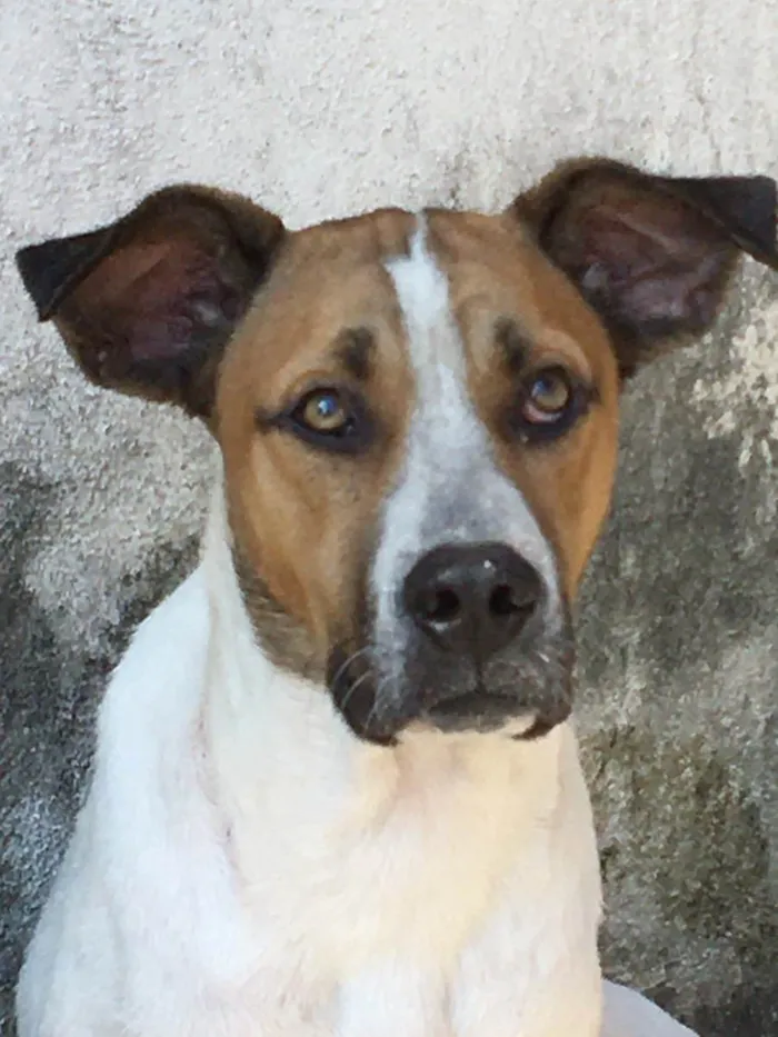 Cachorro ra a Normal idade 7 a 11 meses nome Hulk