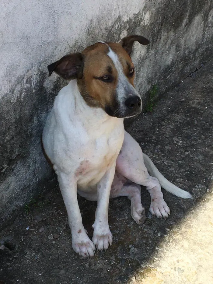 Cachorro ra a Normal idade 7 a 11 meses nome Hulk