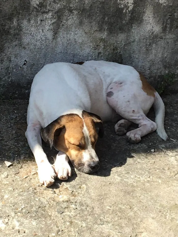 Cachorro ra a Normal idade 7 a 11 meses nome Hulk