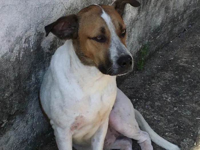 Cachorro ra a Normal idade 7 a 11 meses nome Hulk