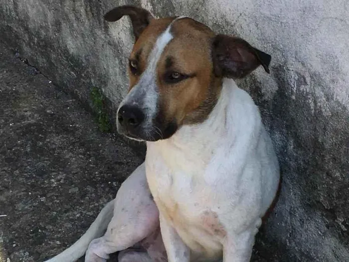 Cachorro ra a Normal idade 7 a 11 meses nome Hulk