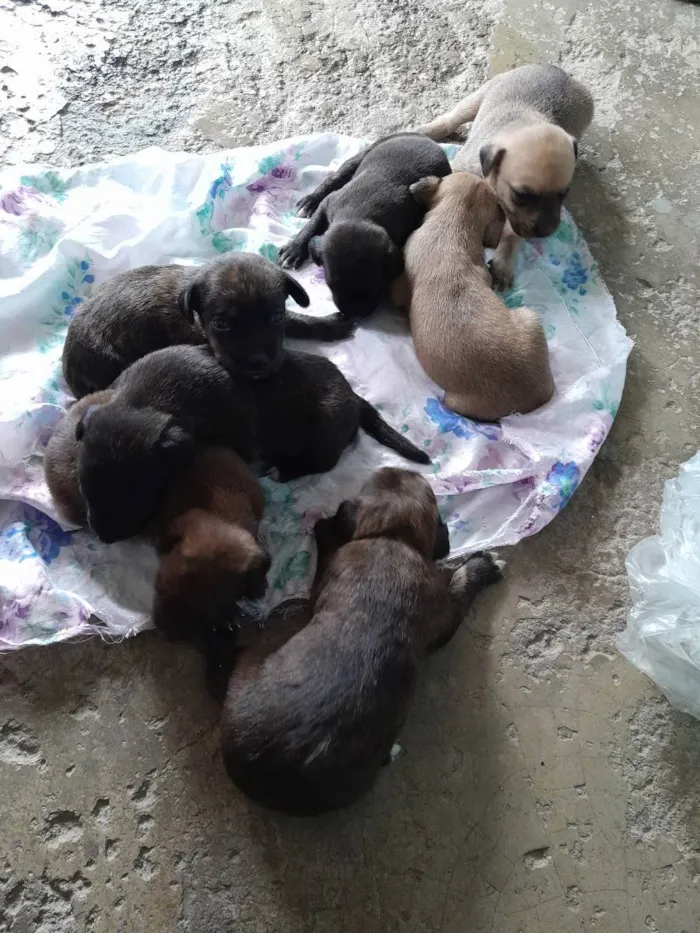 Cachorro raça Srd idade Abaixo de 2 meses nome Sem nome 