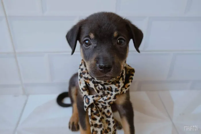 Cachorro ra a SRD idade Abaixo de 2 meses nome Bárbara