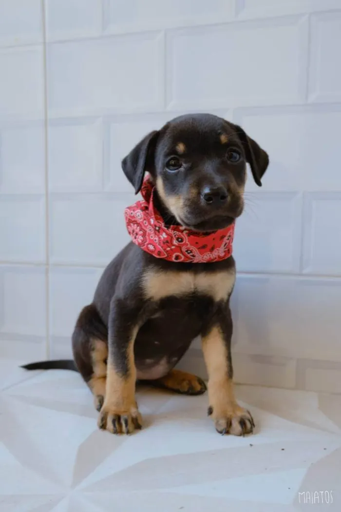 Cachorro ra a SRD idade Abaixo de 2 meses nome Julieta