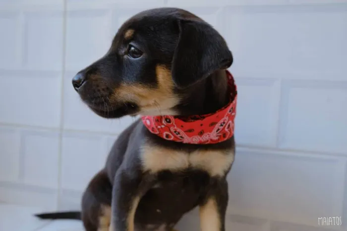 Cachorro ra a SRD idade Abaixo de 2 meses nome Julieta