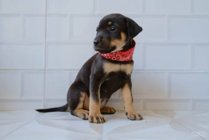 Cachorro ra a SRD idade Abaixo de 2 meses nome Julieta