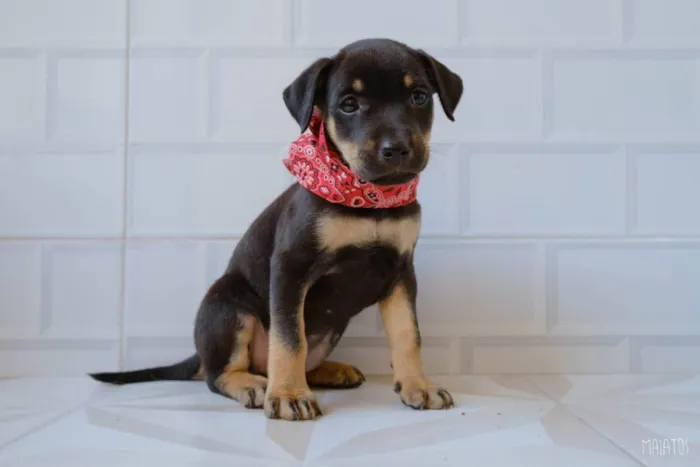 Cachorro ra a SRD idade Abaixo de 2 meses nome Julieta