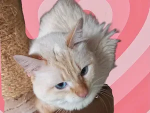 Gato raça Srd idade 1 ano nome Apólo lindo 1 aninho
