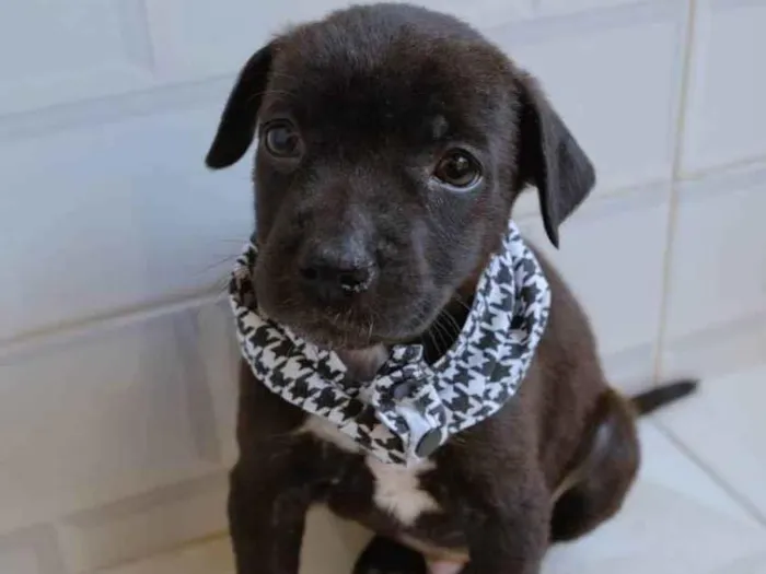 Cachorro ra a SRD idade Abaixo de 2 meses nome Romeu