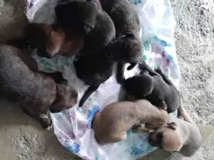Cachorro raça Srd idade Abaixo de 2 meses nome Sem nome 