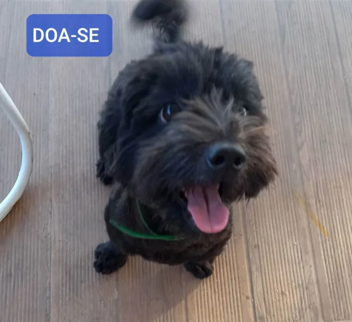 Cachorro raça SRD (poodle + yorkshire) idade 2 anos nome Meggie