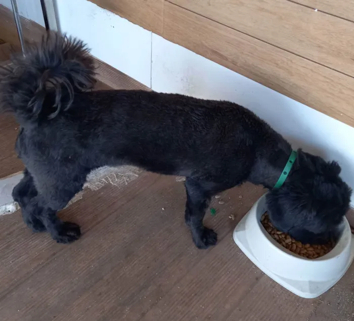 Cachorro raça SRD (poodle + yorkshire) idade 2 anos nome Meggie