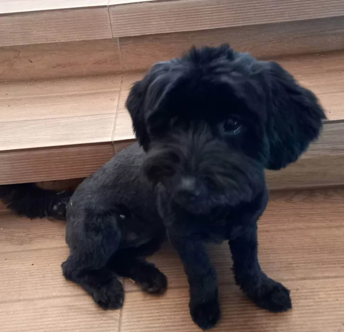 Cachorro raça SRD (poodle + yorkshire) idade 2 anos nome Meggie