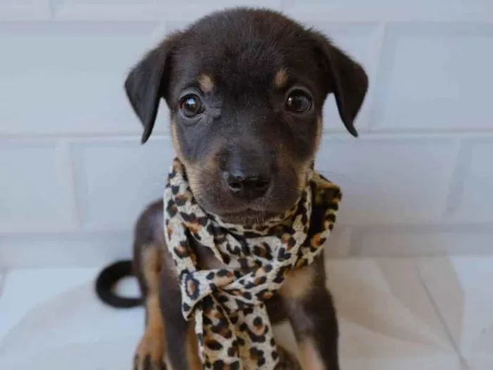 Cachorro ra a SRD idade Abaixo de 2 meses nome Bárbara