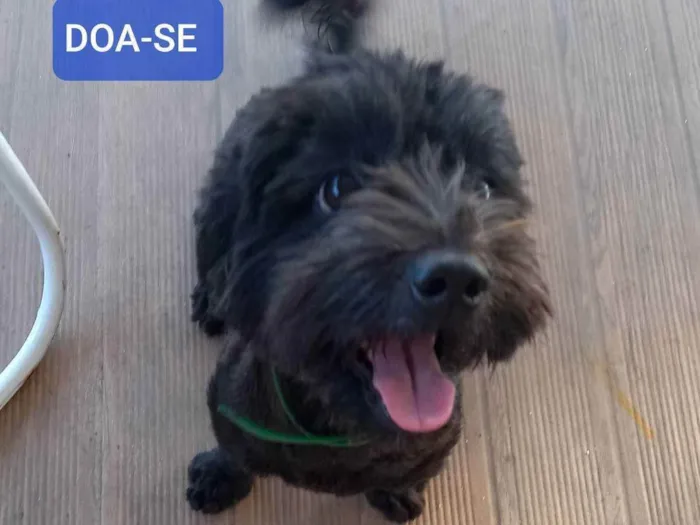 Cachorro raça SRD (poodle + yorkshire) idade 2 anos nome Meggie