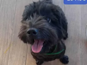 Cachorro raça SRD (poodle + yorkshire) idade 2 anos nome Meggie