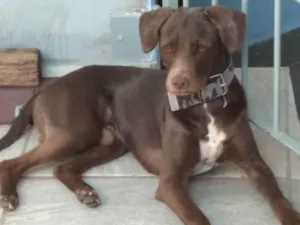 Cachorro raça Indefinida idade 3 anos nome Peter