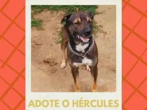 Cachorro raça SRD idade 5 anos nome Hércules