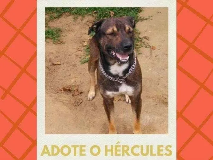 Cachorro ra a SRD idade 5 anos nome Hércules