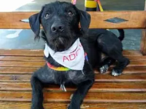 Cachorro raça SRD idade 7 a 11 meses nome Fred