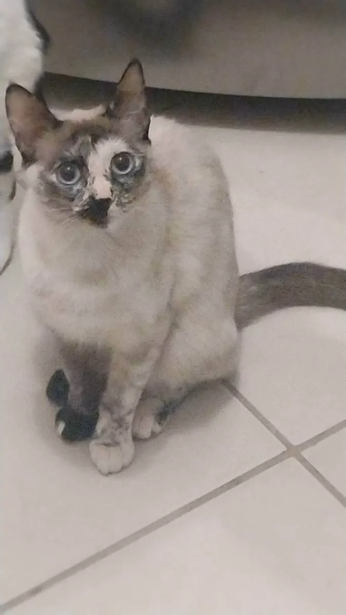 Gato ra a Não definida  idade 7 a 11 meses nome Penny 