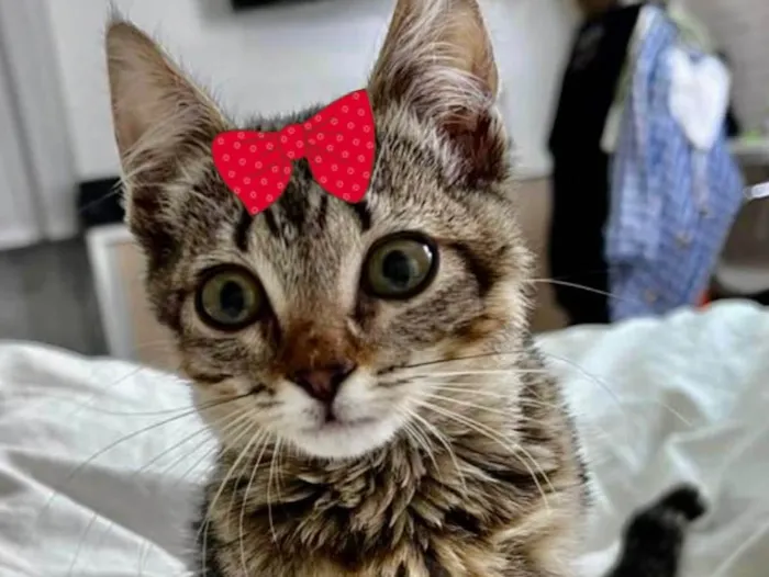Gato ra a Mestiça  idade 2 a 6 meses nome Pérola 