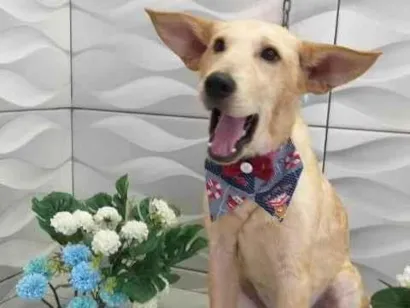 Cachorro raça SRD idade 7 a 11 meses nome Toni