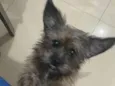 Cachorro raça SRD idade 2 anos nome Sol