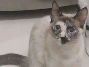 Gato raça Não definida  idade 7 a 11 meses nome Penny 