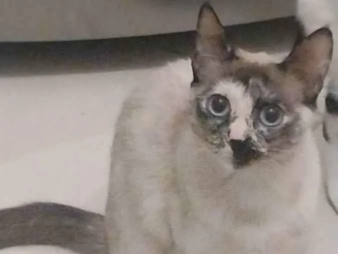 Gato ra a Não definida  idade 7 a 11 meses nome Penny 