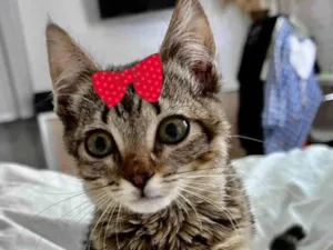 Gato raça Mestiça  idade 2 a 6 meses nome Pérola 