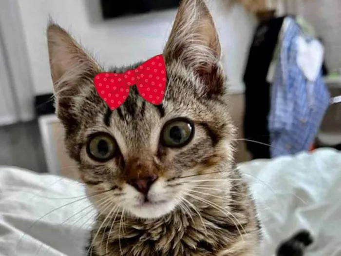 Gato ra a Mestiça  idade 2 a 6 meses nome Pérola 