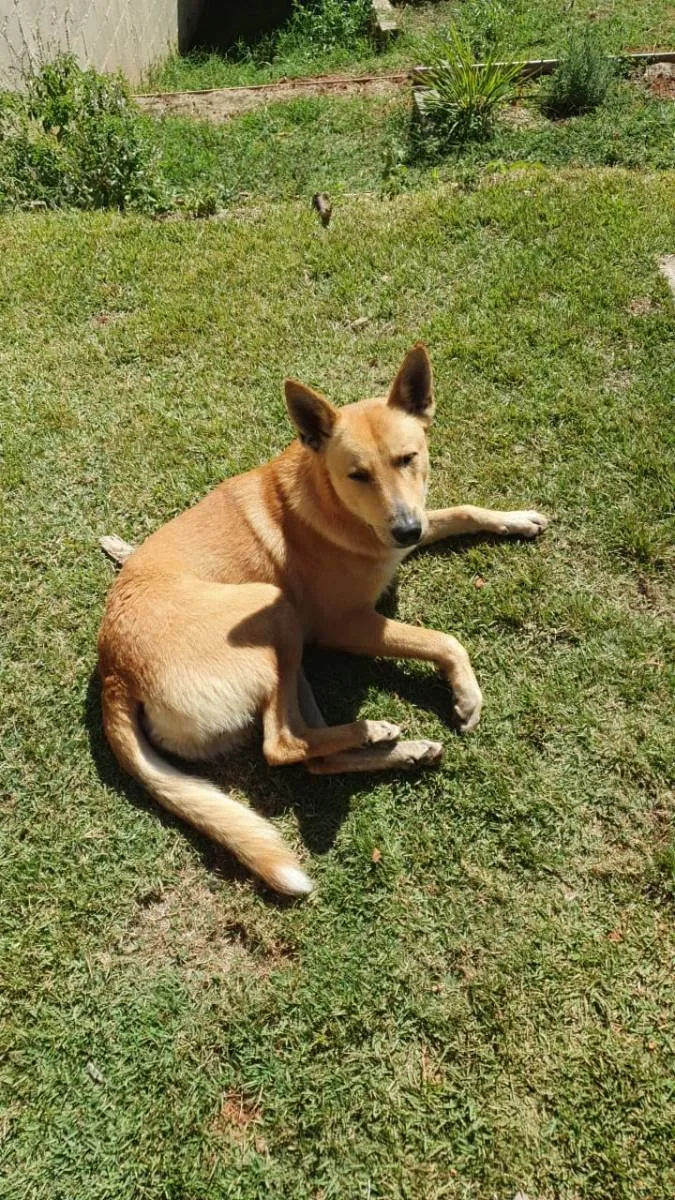 Cachorro ra a SRD idade 3 anos nome Sebastião