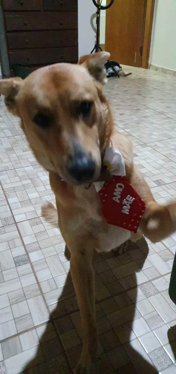 Cachorro ra a SRD idade 3 anos nome Sebastião