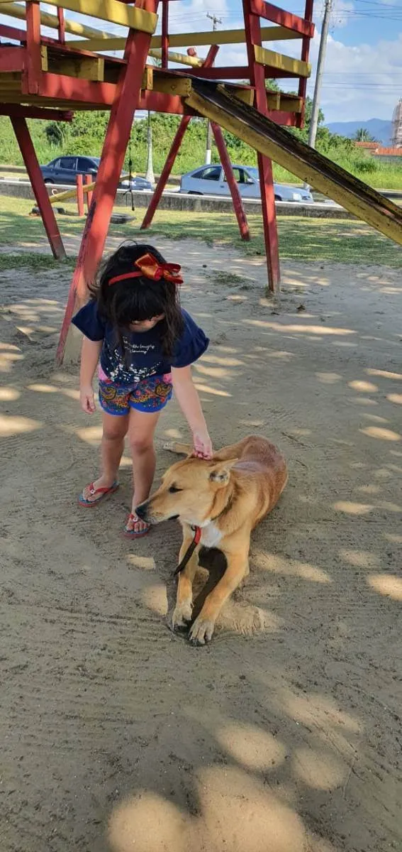 Cachorro ra a SRD idade 3 anos nome Sebastião