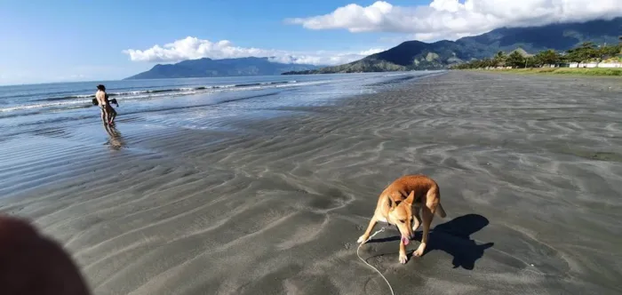 Cachorro ra a SRD idade 3 anos nome Sebastião