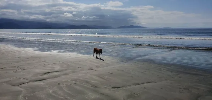 Cachorro ra a SRD idade 3 anos nome Sebastião