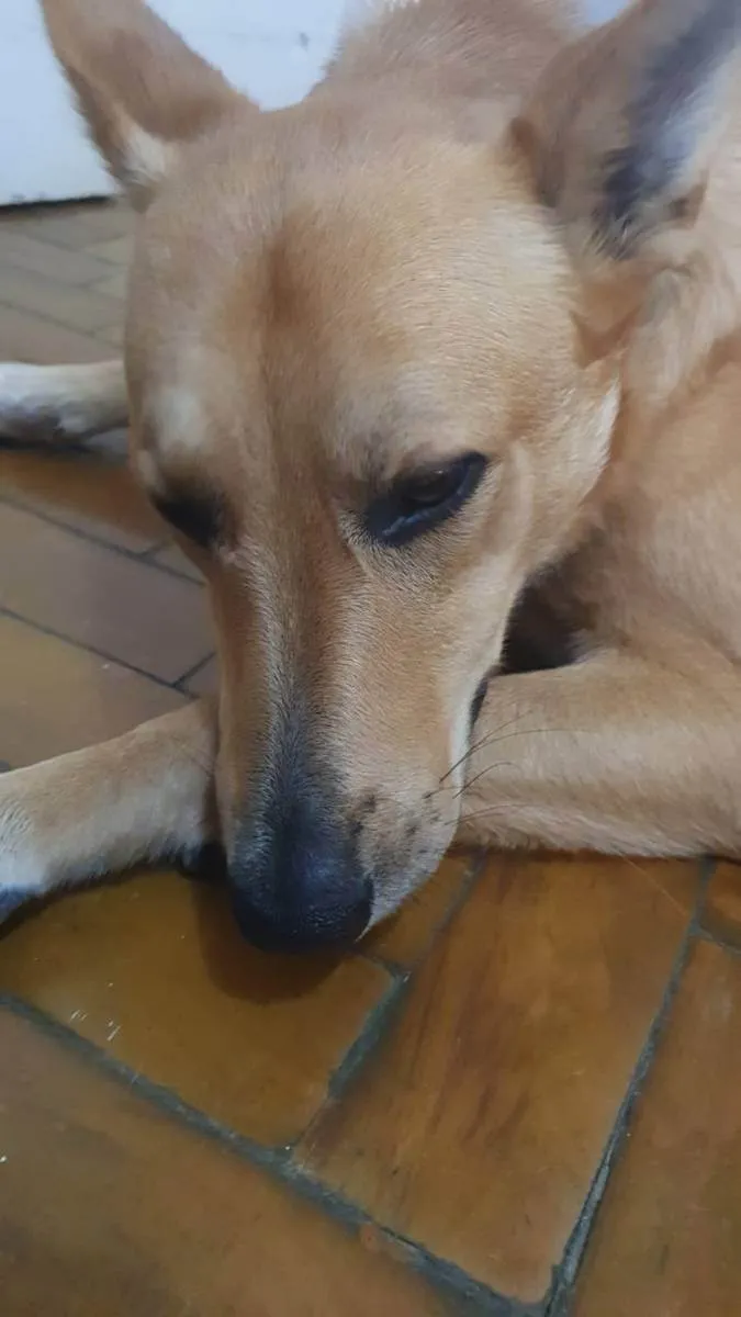 Cachorro ra a SRD idade 3 anos nome Sebastião