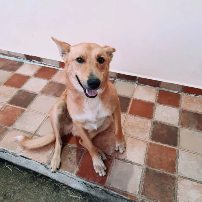 Cachorro ra a SRD idade 3 anos nome Sebastião