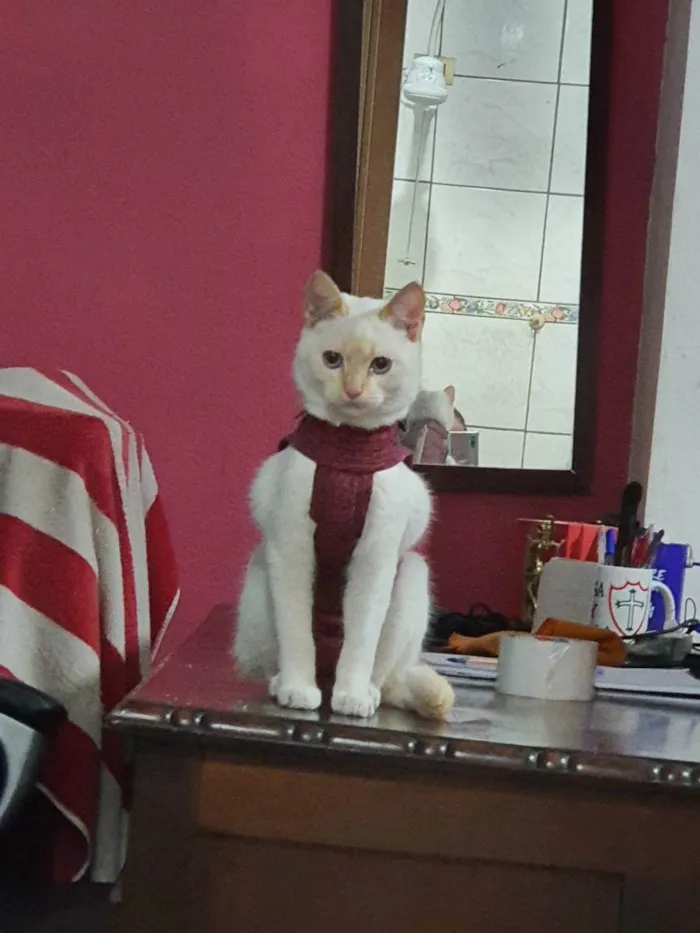 Gato ra a Vira lata  idade 2 a 6 meses nome Mel 